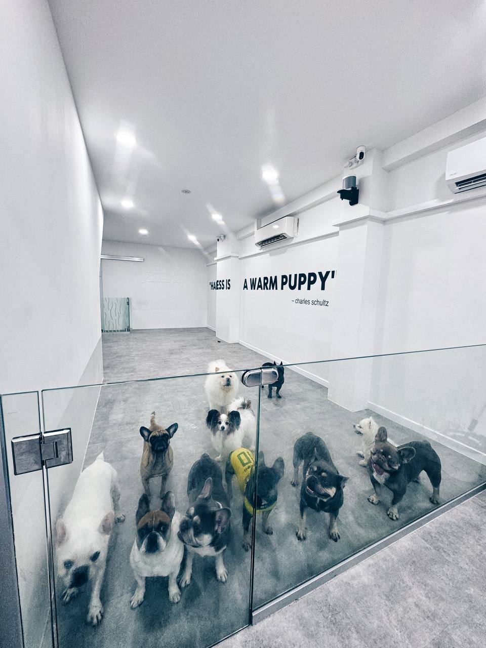 Hello Human puppy room